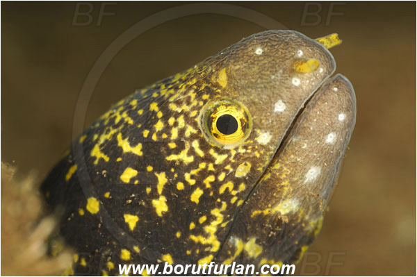 Tulamben, Bali, Indonesia, Echidna nebulosa, Echidna, Muraenidae, Snowflake Moray Eel, Moray, Fish, Portrait