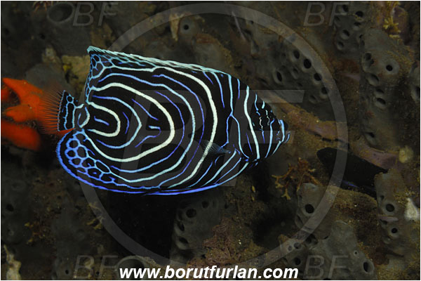 Tulamben, Bali, Indonesia, Pomacanthus imperator, Pomacanthus, Emperor Angelfish, Angelfish, Pomacanthidae, Fish, Juvenile