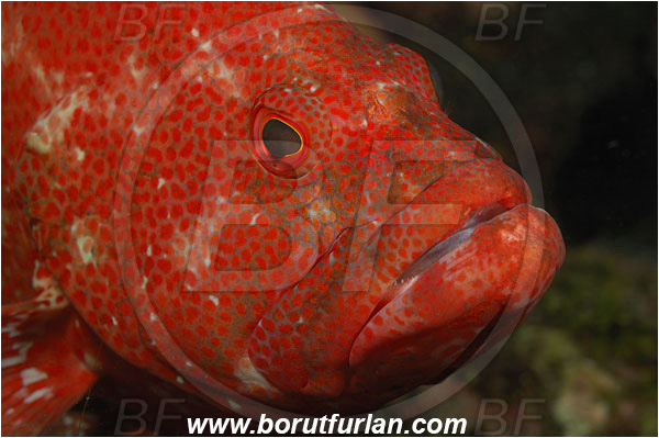 Tulamben, Bali, Indonesia, Cephalopholis sonnerati, Cephalopholis, Serranidae, Tomato hind, Grouper, Fish, Portrait