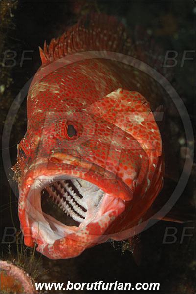 Tulamben, Bali, Indonesia, Cephalopholis sonnerati, Cephalopholis, Serranidae, Tomato hind, Grouper, Fish, Portrait, Urocaridella antonbruunii, Urocaridella, Palaemonidae, Decapoda, Cleaner Shrimp, Shrimp, Crustacea, Crustacean, Cleaning