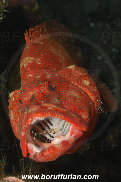 Tulamben, Bali, Indonesia, Cephalopholis sonnerati, Cephalopholis, Serranidae, Tomato hind, Grouper, Fish, Portrait, Urocaridella antonbruunii, Urocaridella, Palaemonidae, Decapoda, Cleaner Shrimp, Shrimp, Crustacea, Crustacean, Cleaning
