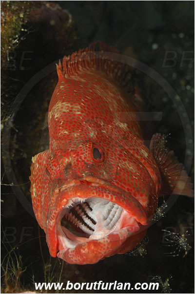 Tulamben, Bali, Indonesia, Cephalopholis sonnerati, Cephalopholis, Serranidae, Tomato hind, Grouper, Fish, Portrait, Urocaridella antonbruunii, Urocaridella, Palaemonidae, Decapoda, Cleaner Shrimp, Shrimp, Crustacea, Crustacean, Cleaning