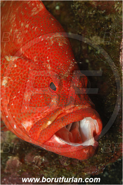 Tulamben, Bali, Indonesia, Cephalopholis sonnerati, Cephalopholis, Serranidae, Tomato hind, Grouper, Fish, Portrait, Urocaridella antonbruunii, Urocaridella, Palaemonidae, Decapoda, Cleaner Shrimp, Shrimp, Crustacea, Crustacean, Cleaning