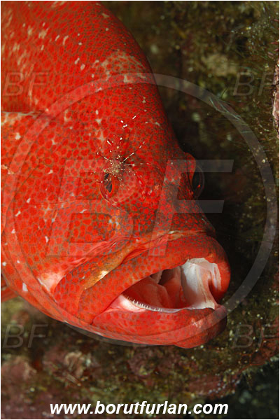 Tulamben, Bali, Indonesia, Cephalopholis sonnerati, Cephalopholis, Serranidae, Tomato hind, Grouper, Fish, Portrait, Urocaridella antonbruunii, Urocaridella, Palaemonidae, Decapoda, Cleaner Shrimp, Shrimp, Crustacea, Crustacean, Cleaning