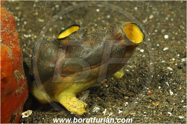 Tulamben, Bali, Indonesia, Polycarpa aurata, Polycarpa, Styelidae, Tunicata, Golden Sea Squirt, Tunicate