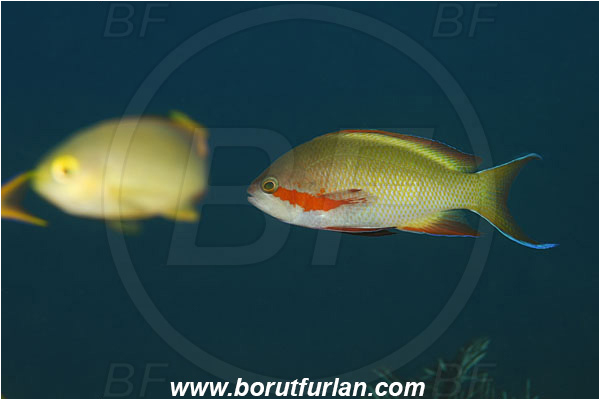 Tulamben, Bali, Indonesia, Pseudanthias huchtii, Pseudanthias, Serranidae, Red-cheeked Anthias, Red-cheeked Fairy Basslet, Fairy basslet, Fish, Male