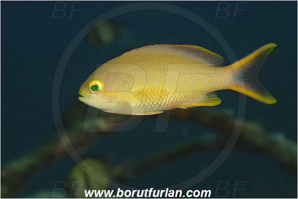 Tulamben, Bali, Indonesia, Pseudanthias huchtii, Pseudanthias, Serranidae, Red-cheeked Anthias, Red-cheeked Fairy Basslet, Fairy basslet, Fish, Female