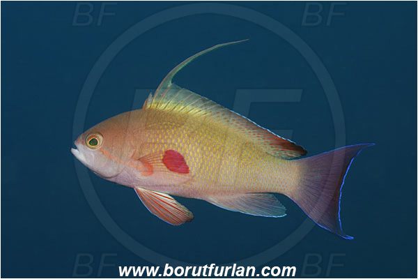 Tulamben, Bali, Indonesia, Pseudanthias squamipinnis, Pseudanthias, Serranidae, Lyretail Anthias, Sea goldie, Anthias, Fish, Male