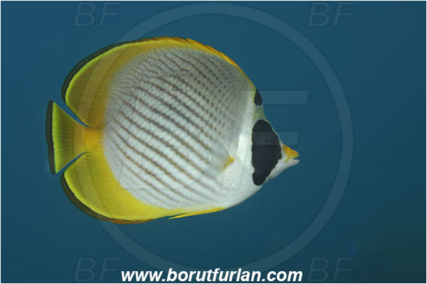 Tulamben, Bali, Indonesia, Chaetodon adiergastos, Chaetodon, Chaetodontidae, Philippine Butterflyfish, Butterflyfish, Fish