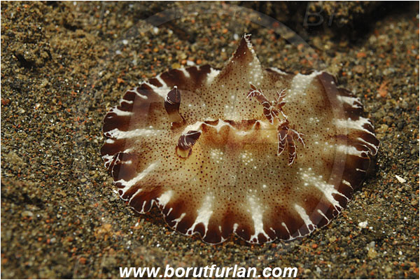 Tulamben, Bali, Indonesia, Discodoris boholiensis, Discodoris, Discodorididae, Bohol Nudibranch, Nudibranch, Sea slug, Gastropoda, Mollusca, Mollusc