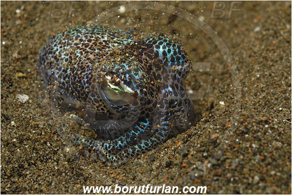 Tulamben, Bali, Indonesia, Euprymna sp., Euprymna, Sepiolidae, Cephalopoda, Mollusca, Mollusc, Bobtail Squid, Cuttlefish