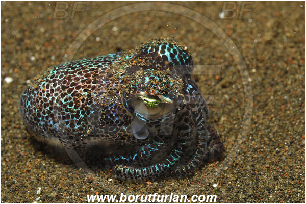 Tulamben, Bali, Indonesia, Euprymna sp., Euprymna, Sepiolidae, Cephalopoda, Mollusca, Mollusc, Bobtail Squid, Cuttlefish