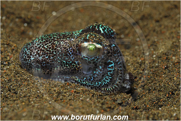 Tulamben, Bali, Indonesia, Euprymna sp., Euprymna, Sepiolidae, Cephalopoda, Mollusca, Mollusc, Bobtail Squid, Cuttlefish