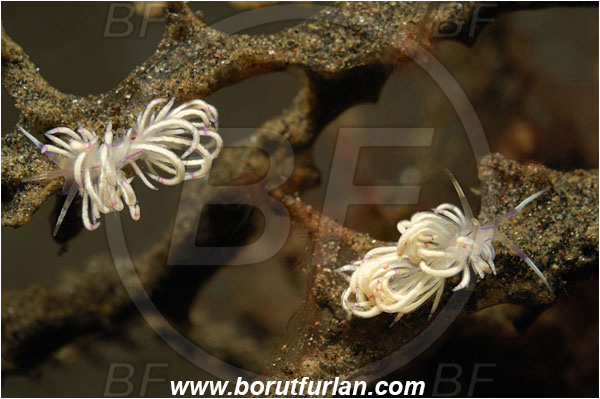 Tulamben, Bali, Indonesia, Coryphellina rubrolineata, Coryphellina, Flabellinidae, Red-lined Flabellina, Nudibranch, Sea slug, Gastropoda, Mollusca, Mollusc