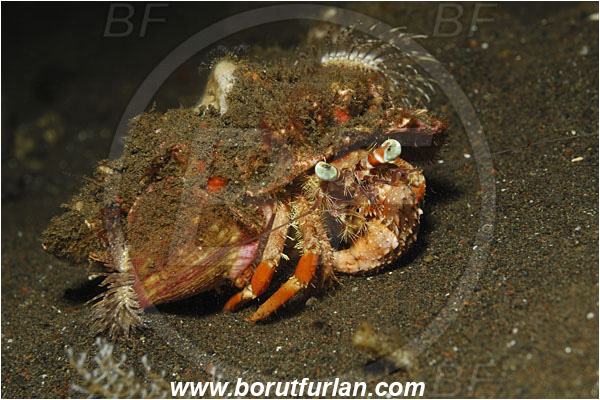 Tulamben, Bali, Indonesia, Dardanus sp., Dardanus, Diogenidae, Anemone Hermit Crab, Hermit Crab, Decapoda, Crustacea, Crustacean