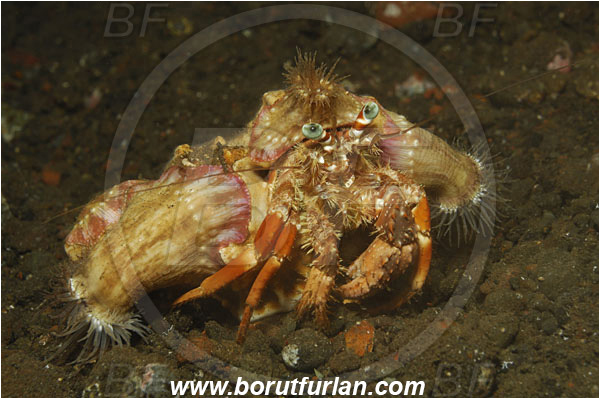 Tulamben, Bali, Indonesia, Dardanus sp., Dardanus, Diogenidae, Anemone Hermit Crab, Hermit Crab, Decapoda, Crustacea, Crustacean