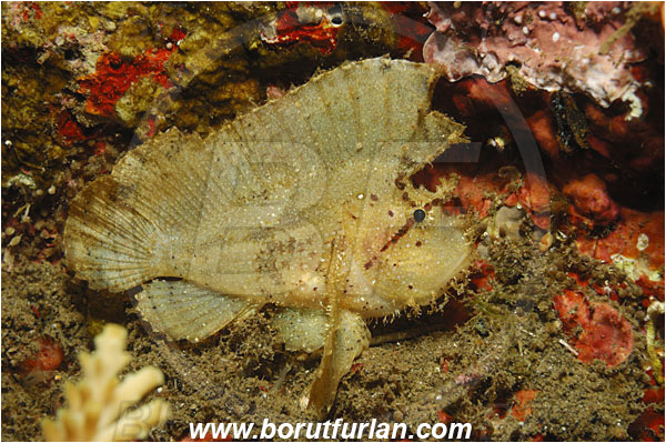 Tulamben, Bali, Indonesia, Taenianotus triacanthus, Taenianotus, Scorpaenidae, Leaf Scorpionfish, Scorpionfish, Fish