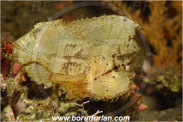 Tulamben, Bali, Indonesia, Taenianotus triacanthus, Taenianotus, Scorpaenidae, Leaf Scorpionfish, Scorpionfish, Fish