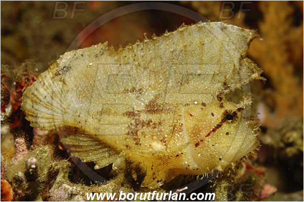 Tulamben, Bali, Indonesia, Taenianotus triacanthus, Taenianotus, Scorpaenidae, Leaf Scorpionfish, Scorpionfish, Fish