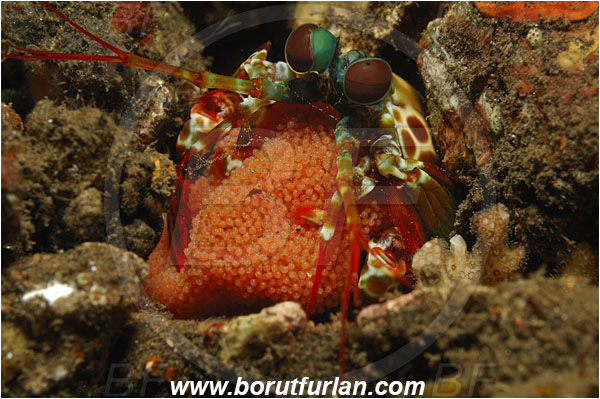 Tulamben, Bali, Indonesia, Odontodactylus scyllarus, Odontodactylus, Odontodactylidae, Crustacea, Crustacean, Stomatopoda, Stomatopod, Mantis Shrimp, Eggs, Portrait