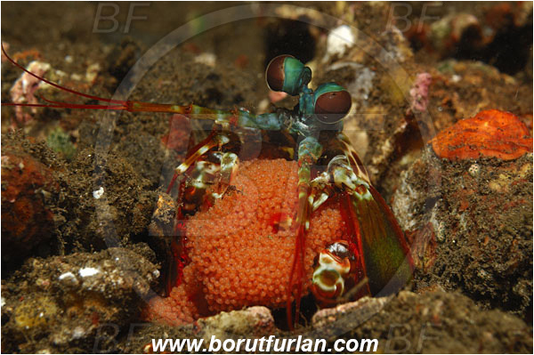 Tulamben, Bali, Indonesia, Odontodactylus scyllarus, Odontodactylus, Odontodactylidae, Crustacea, Crustacean, Stomatopoda, Stomatopod, Mantis Shrimp, Eggs, Portrait