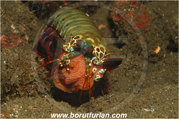 Tulamben, Bali, Indonesia, Odontodactylus scyllarus, Odontodactylus, Odontodactylidae, Crustacea, Crustacean, Stomatopoda, Stomatopod, Mantis Shrimp, Eggs