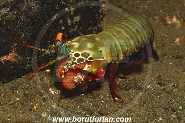 Tulamben, Bali, Indonesia, Odontodactylus scyllarus, Odontodactylus, Odontodactylidae, Crustacea, Crustacean, Stomatopoda, Stomatopod, Mantis Shrimp, Eggs