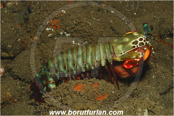 Tulamben, Bali, Indonesia, Odontodactylus scyllarus, Odontodactylus, Odontodactylidae, Crustacea, Crustacean, Stomatopoda, Stomatopod, Mantis Shrimp, Eggs