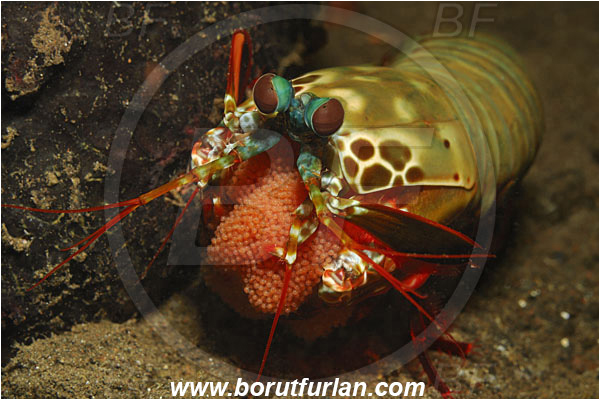 Tulamben, Bali, Indonesia, Odontodactylus scyllarus, Odontodactylus, Odontodactylidae, Crustacea, Crustacean, Stomatopoda, Stomatopod, Mantis Shrimp, Eggs, Portrait