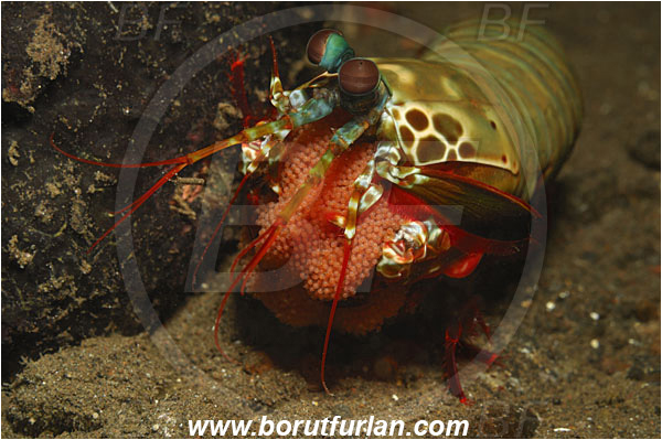 Tulamben, Bali, Indonesia, Odontodactylus scyllarus, Odontodactylus, Odontodactylidae, Crustacea, Crustacean, Stomatopoda, Stomatopod, Mantis Shrimp, Eggs