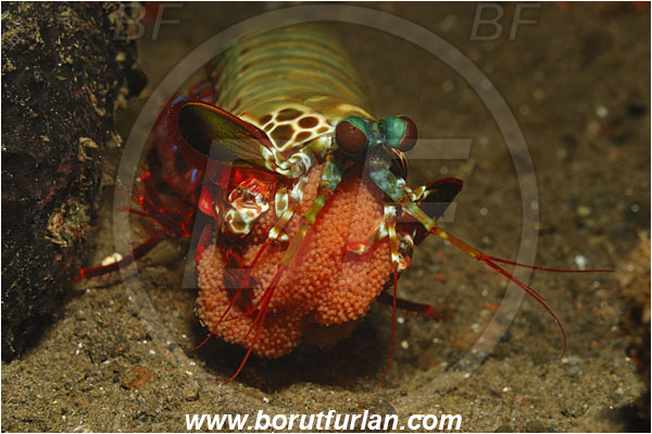 Tulamben, Bali, Indonesia, Odontodactylus scyllarus, Odontodactylus, Odontodactylidae, Crustacea, Crustacean, Stomatopoda, Stomatopod, Mantis Shrimp, Eggs, Portrait