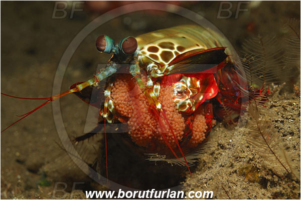 Tulamben, Bali, Indonesia, Odontodactylus scyllarus, Odontodactylus, Odontodactylidae, Crustacea, Crustacean, Stomatopoda, Stomatopod, Mantis Shrimp, Eggs, Portrait