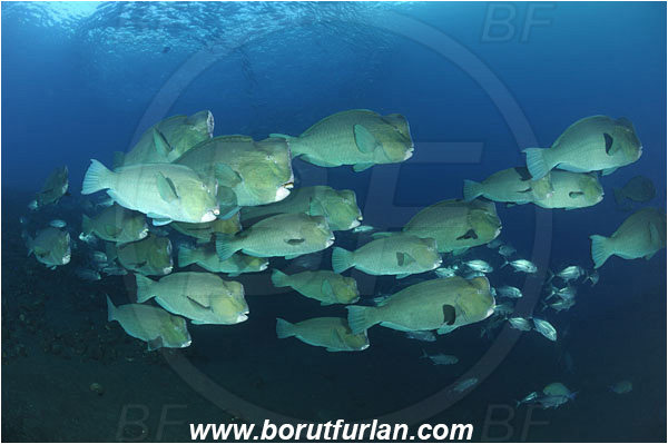 Tulamben, Bali, Indonesia, Bolbometopon muricatum, Bolbometopon, Scaridae, Bumphead Parrotfish, Parrotfish, Caranx sexfasciatus, Caranx, Carangidae, Bigeye trevally, Trevally, Fish, Fish school, Reef