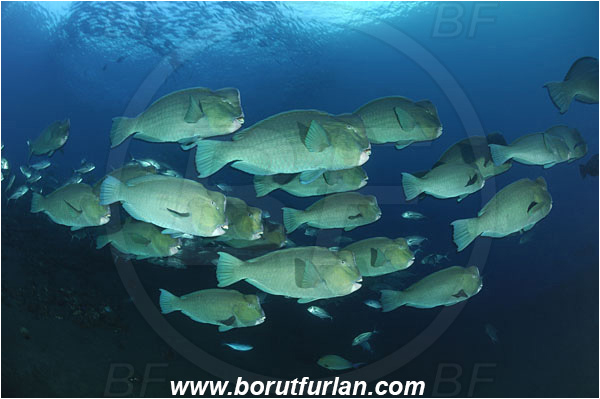 Tulamben, Bali, Indonesia, Bolbometopon muricatum, Bolbometopon, Scaridae, Bumphead Parrotfish, Parrotfish, Caranx sexfasciatus, Caranx, Carangidae, Bigeye trevally, Trevally, Fish, Fish school, Reef
