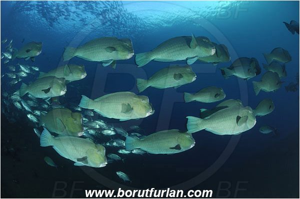 Tulamben, Bali, Indonesia, Bolbometopon muricatum, Bolbometopon, Scaridae, Bumphead Parrotfish, Parrotfish, Caranx sexfasciatus, Caranx, Carangidae, Bigeye trevally, Trevally, Fish, Fish school