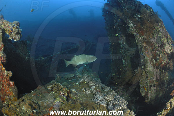 Tulamben, Bali, Indonesia, Liberty wreck, Plectropomus leopardus, Plectropomus, Serranidae, Leopard coral grouper, Grouper, Fish