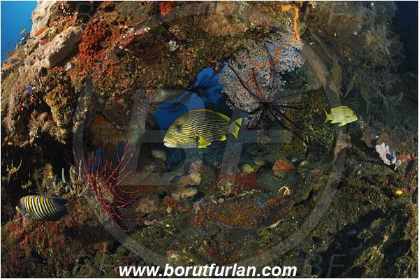 Tulamben, Bali, Indonesia, Liberty wreck, Plectorhinchus polytaenia, Plectorhinchus, Haemulidae, Ribboned sweetlips, Yellow-ribbon sweetlips, Sweetlips, Fish
