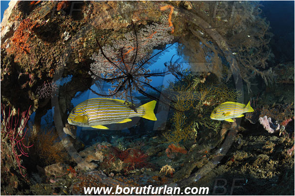 Tulamben, Bali, Indonesia, Liberty wreck, Plectorhinchus polytaenia, Plectorhinchus, Haemulidae, Ribboned sweetlips, Yellow-ribbon sweetlips, Sweetlips, Fish