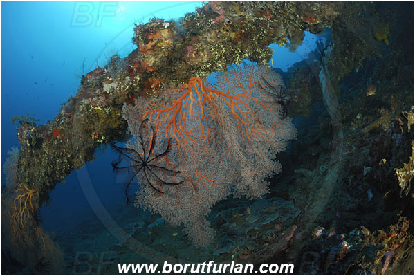 Tulamben, Bali, Indonesia, Liberty wreck, Melithaea sp., Melithaea, Melithaeidae, Sea fan, Coral, Anthozoa, Cnidaria, Cnidarian