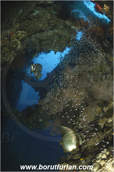 Tulamben, Bali, Indonesia, Liberty wreck, Platax orbicularis, Platax, Ephippidae, Orbicular batfish, Round Batfish, Batfish, Fish