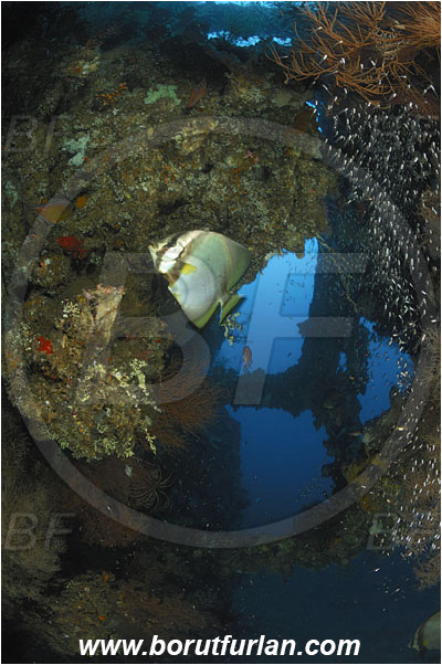 Tulamben, Bali, Indonesia, Liberty wreck, Platax orbicularis, Platax, Ephippidae, Orbicular batfish, Round Batfish, Batfish, Fish
