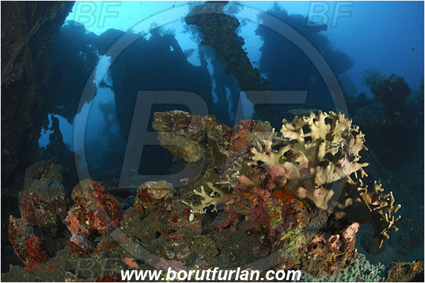 Tulamben, Bali, Indonesia, Liberty wreck