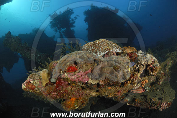 Tulamben, Bali, Indonesia, Liberty wreck