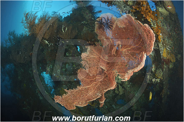 Tulamben, Bali, Indonesia, Liberty wreck, Annella mollis, Annella, Subergorgiidae, Gorgonian Sea Fan, Giant Sea Fan, Gorgonia, Sea fan, Coral, Cnidaria, Cnidarian