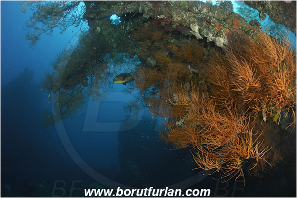 Tulamben, Bali, Indonesia, Liberty wreck, Antipathes sp., Antipathes, Antipathidae, Anthozoa, Cnidaria, Cnidarian, Black coral, Coral