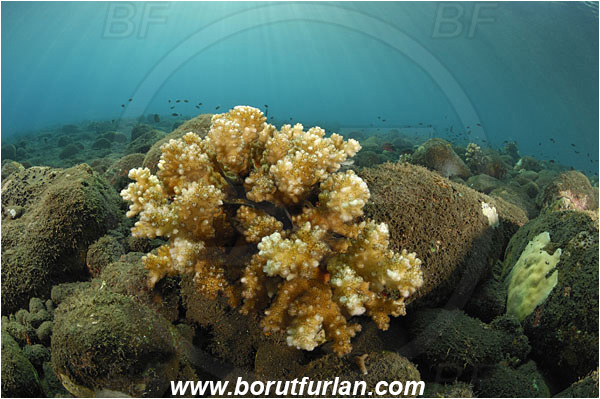 Tulamben, Bali, Indonesia, Stones, Vulcanic stones, Reef, Pocillopora sp., Pocillopora, Pocilloporidae, Anthozoa, Cnidaria, Cnidarian, Coral