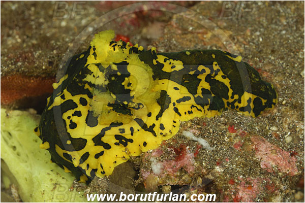 Tulamben, Bali, Indonesia, Notodoris gardineri, Notodoris, Aegiridae, Yellow Neon Nudibranch, Nudibranch, Sea slug, Gastropoda, Mollusca, Mollusc