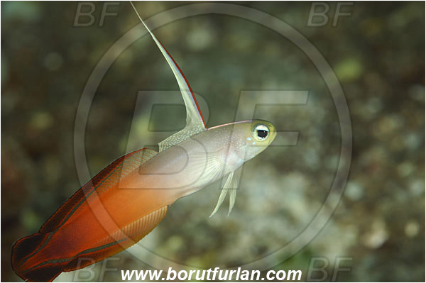 Tulamben, Bali, Indonesia, Nemateleotris magnifica, Nemateleotris, Microdesmidae, Red Fire Goby, Fire Goby, Fish