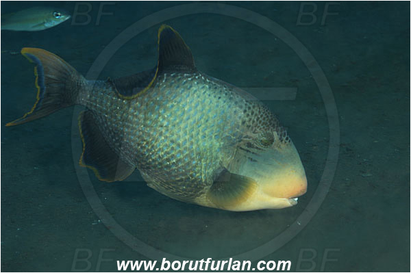 Tulamben, Bali, Indonesia, Pseudobalistes flavimarginatus, Pseudobalistes, Balistidae, Yellowmargin triggerfish, Triggerfish, Fish