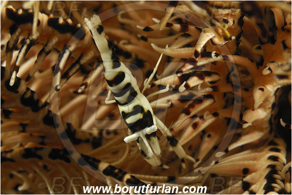 Tulamben, Bali, Indonesia, Laomenes cornutus, Laomenes, Palaemonidae, Crinoid Shrimp, Shrimp, Decapoda, Crustacea, Crustacean